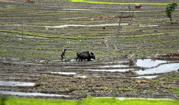 Indian farmers till a field in the village of Kitang, on the outskirts of Gangtok on July 9, 2008. Leaders of the Group of Eight industrialised nations have said that they were 