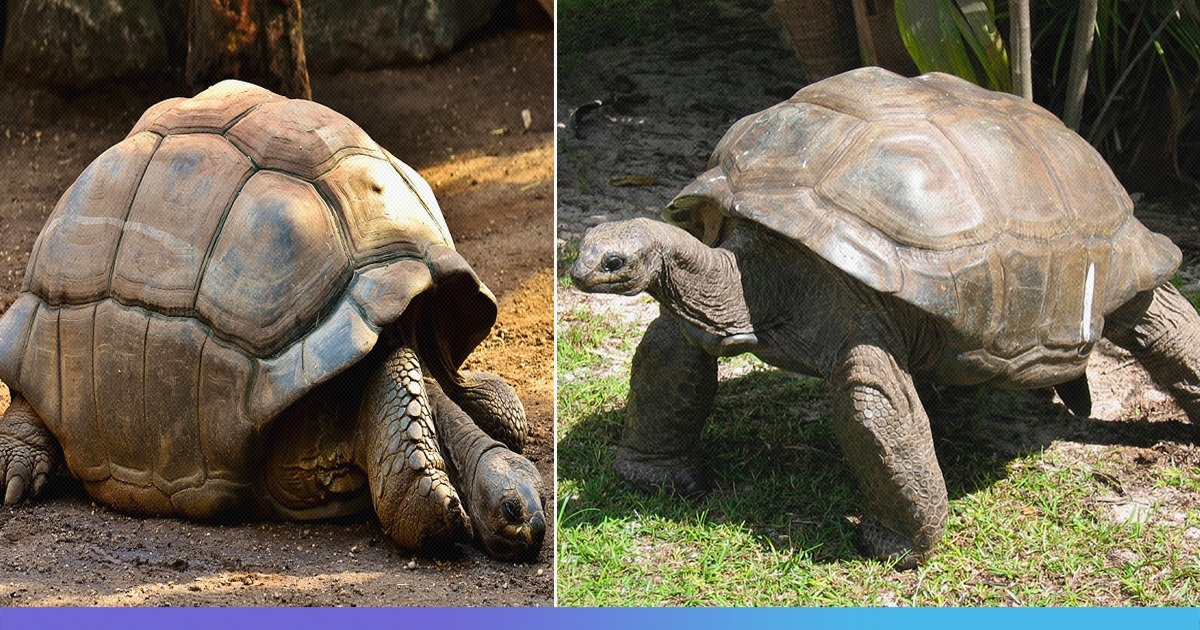 100-Year-Old Tortoise Sires Enough Offsprings To Save Species From Extinction