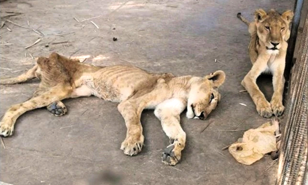 Sudan: Starving African Lions Images Spark Social Media Campaign To Save Them