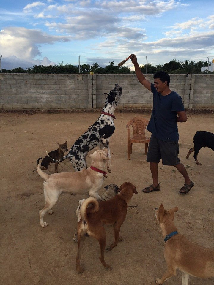 These Guys Are On A Mission To Rescue Dogs From The Chennai Floods