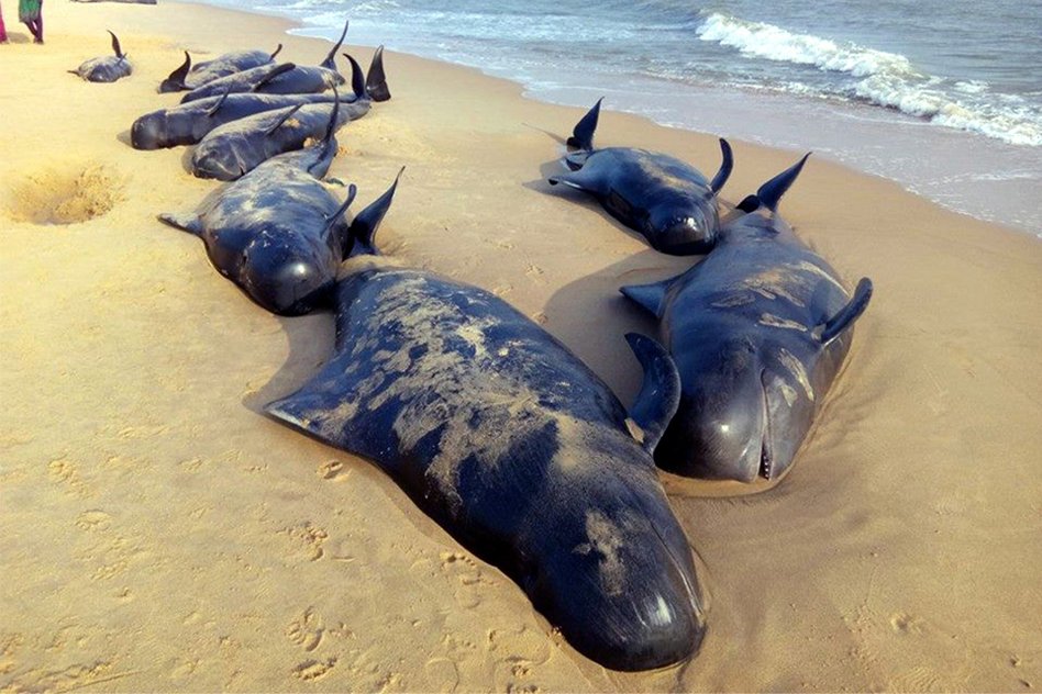 Reasons Behind Why Whales Stranded On Tamil Nadus Coast