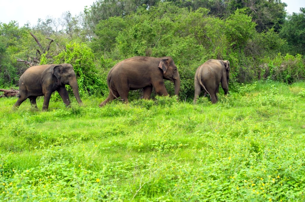 The Couple Who Bought 55 Acres Of Barren Land And Transformed It Into A 300 Acre Wildlife Sanctuary