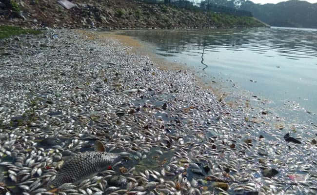 Thousands Of Fish Died And Floats In Bengalurus Ulsoor Lake