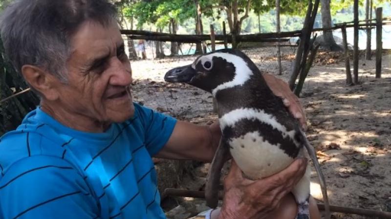 [Watch] This Penguin Swims 8000 Kms Every Year For Reunion With The Man Who Saved His Life