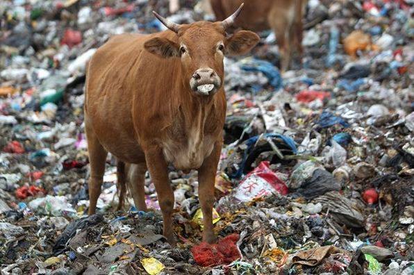 45Kg Of Plastic Retrieved From A Cow’s Stomach As A Result Of Our Ignorance