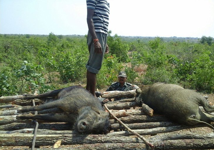 Maharashtra Forest Department Culls 300 Wild Boars, Nil Gais