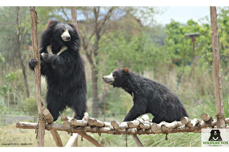 This Organisation Has Been Able To Eradicate The Cruel Practice Of ‘Dancing Bears’ From India