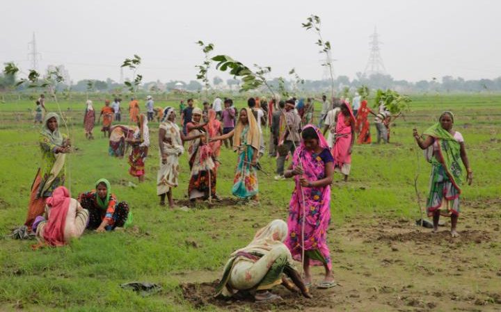 India Attempts To Enter The Guinness Book Of Records By Planting 50 Million Trees In A Day