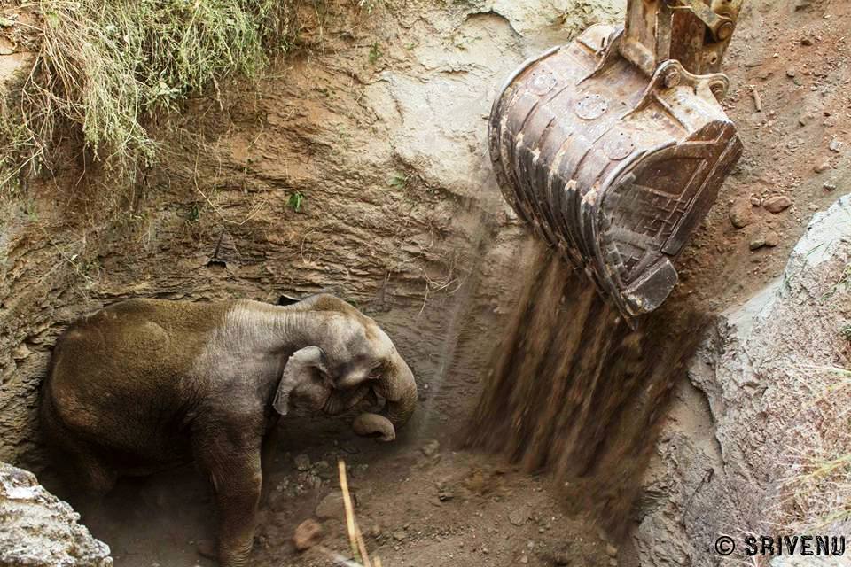 Villagers And Forest Department Come Together To Rescue A Baby Elephant Who Had Fallen Inside A Well