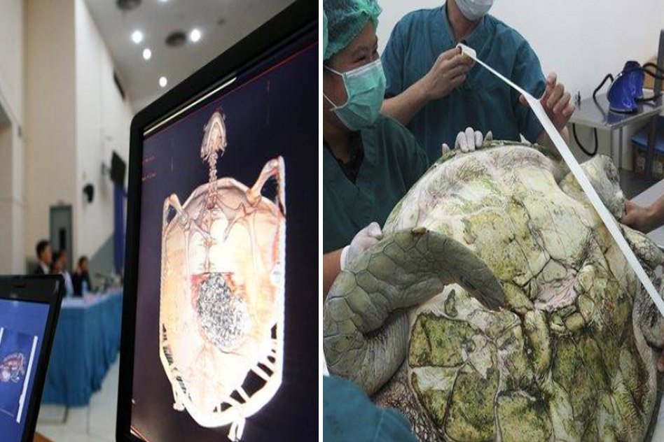 915 Coins Thrown Into Water To Bring Good Luck Removed From Turtle’s Stomach In Thailand