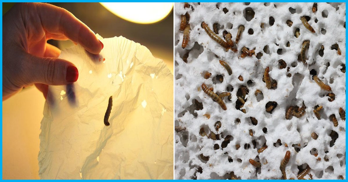 Caterpillars That Eat Plastic: Are We Reaching The End Of Our Plastic Waste Problem?