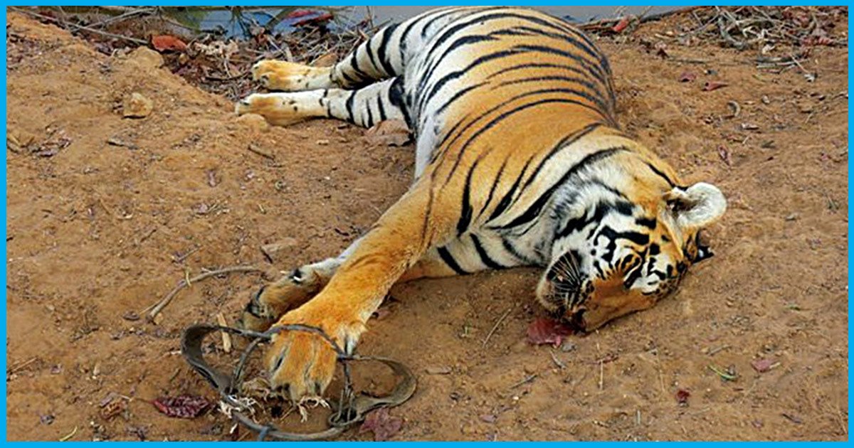 Worrying Trend: The Continuous Increase In The Number Of Tiger Deaths