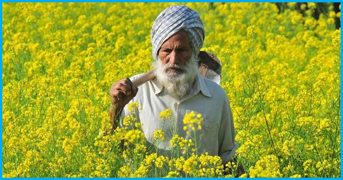The Arguments Against GM Mustard Seeds