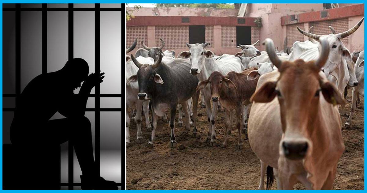 UP: Police To Detain Anyone Suspected Of Cattle Smuggling/Slaughter For Up To A Year Without Evidence