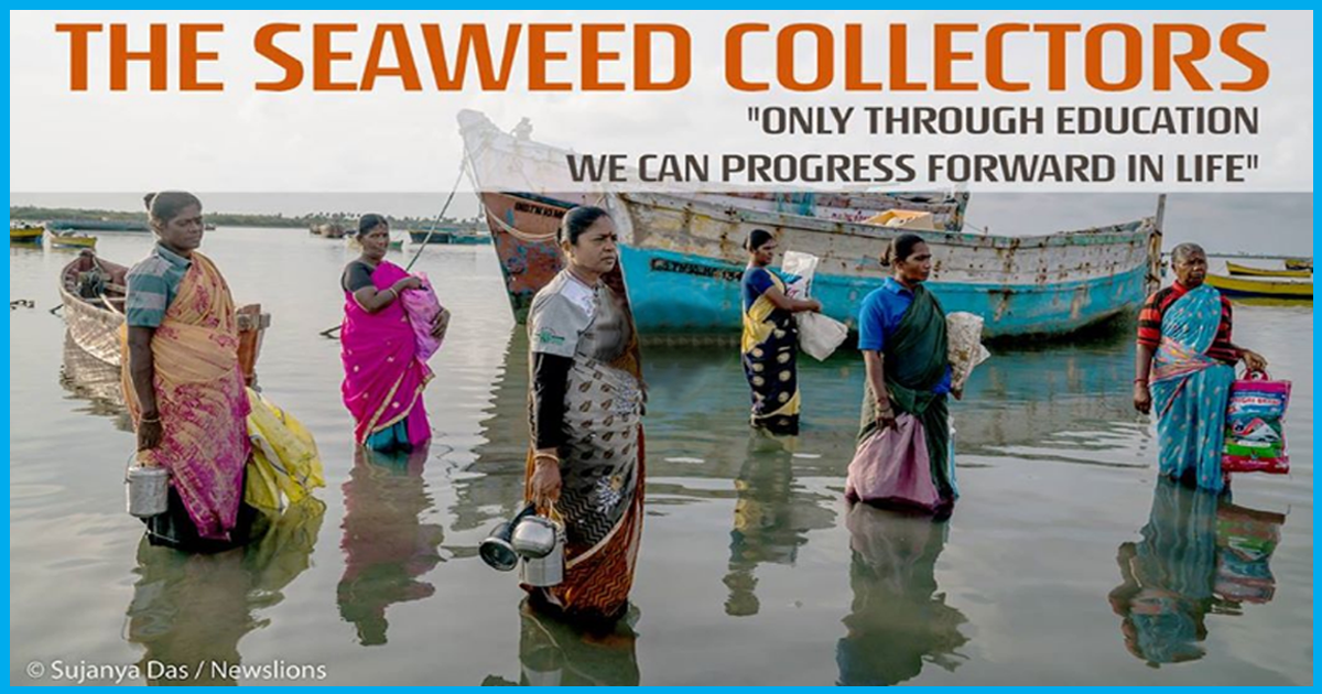 Tamil Nadu’s Seaweed Collectors: The Women Who Free Dive For A Living