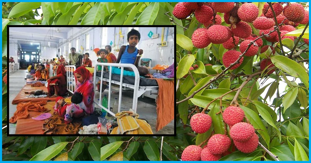 Death Of 122 Children In Bihar In 2014 Was Due To Pesticides In Lychee And Not The Fruit Itself: Report