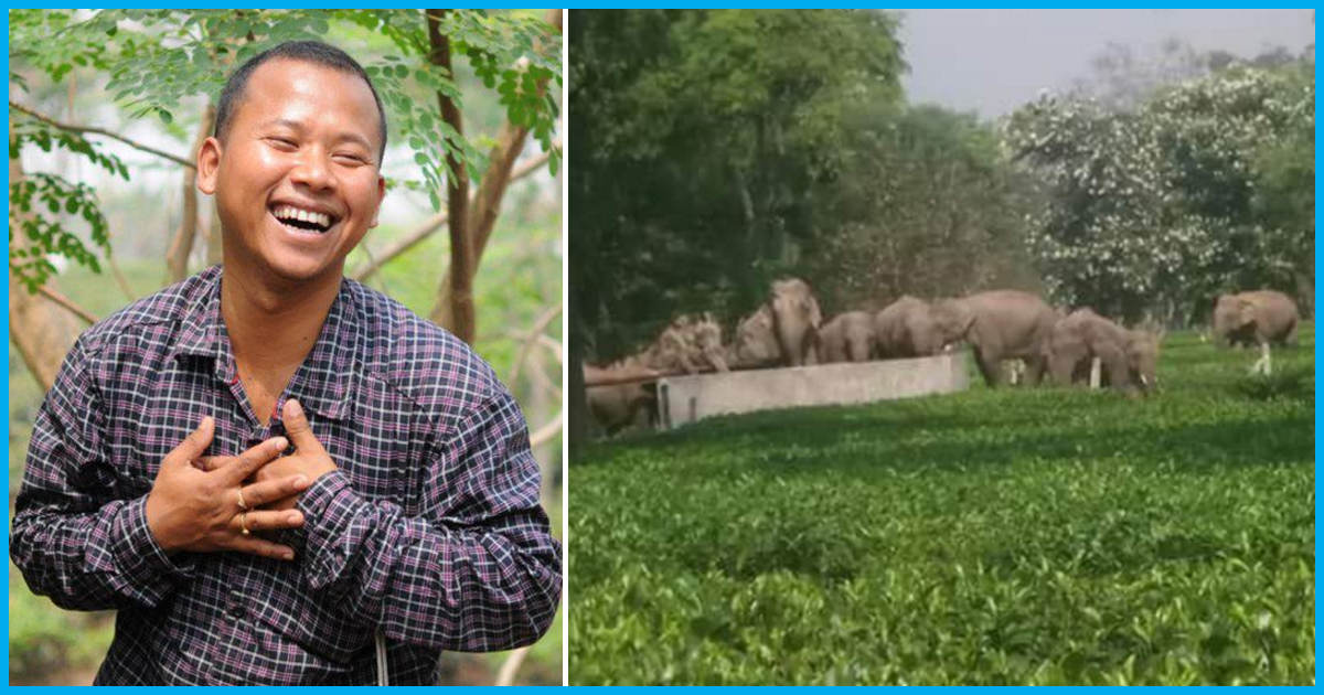 Meet The Organic Tea Farmer Who Has The World’s First Elephant-Friendly Tea Gardens