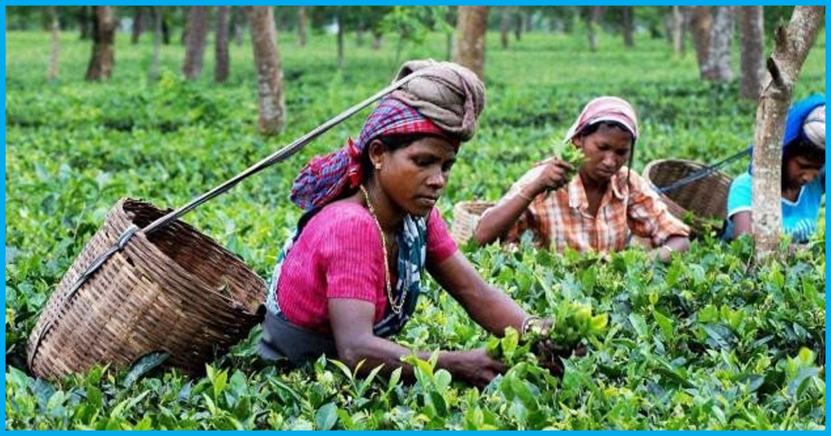 Good News: For First Time, Small Tea Growers In Assam To Get Land Rights