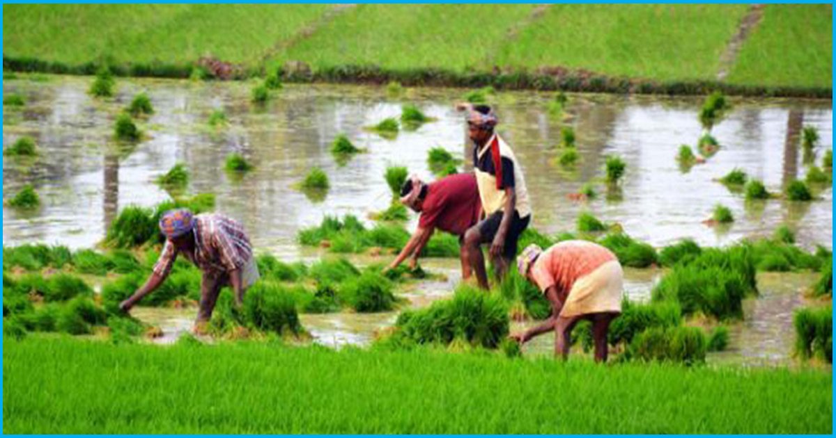 In 33 Years, MSP For Paddy Increased From Rs 137 To Rs 1470 Per Quintal