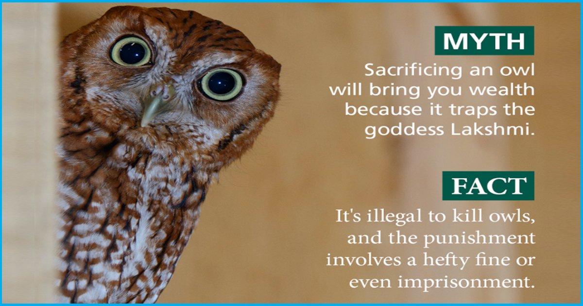 To Bring Prosperity & Wealth, Thousands Of Owls Are Illegally Being Sacrificed During Diwali