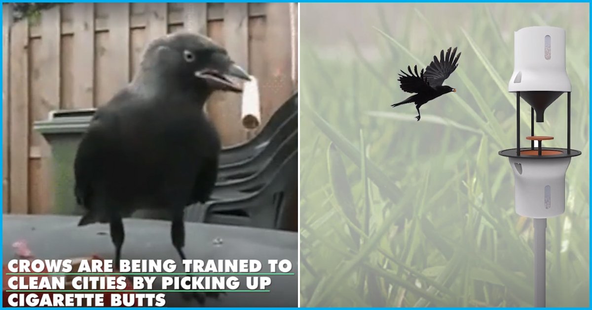 An Unique Initiative: This Startup Trains Crows To Pick Up Cigarette Butts In Order To Fight Pollution