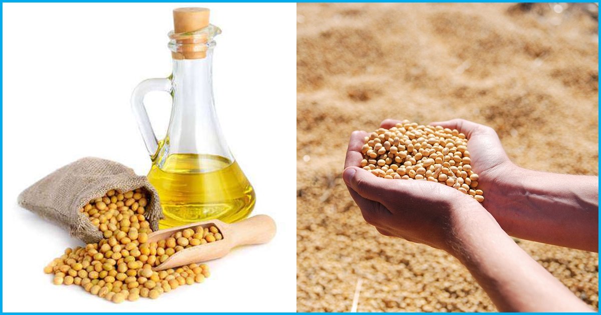 Genetically Modified Soybean Oil May Be Harmful For Functioning Of Liver: Study