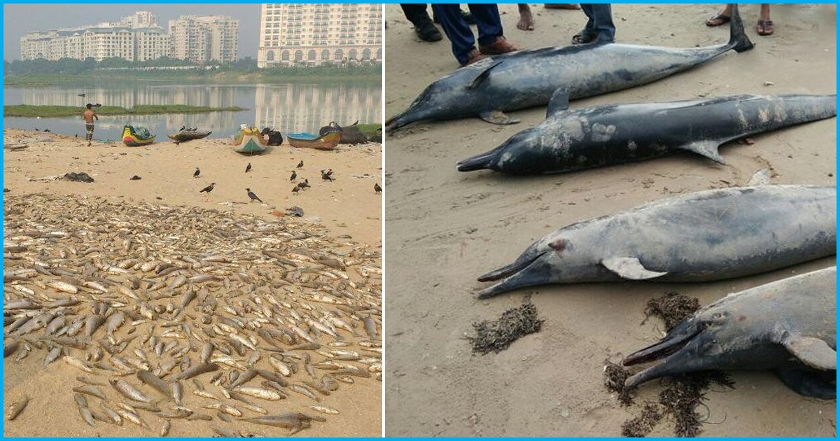 Tamil Nadu: Thousands Of Fish Die In Adyar Estuary; 50 Dolphins Wash Ashore In Tuticorin, 8 Dead