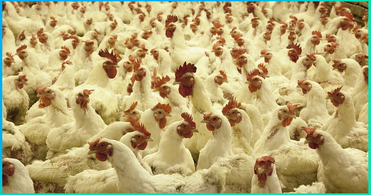 Chicken You Eat Has Colistin, An Antibiotic Used For Terminally Ill Patients Or Sick Animals