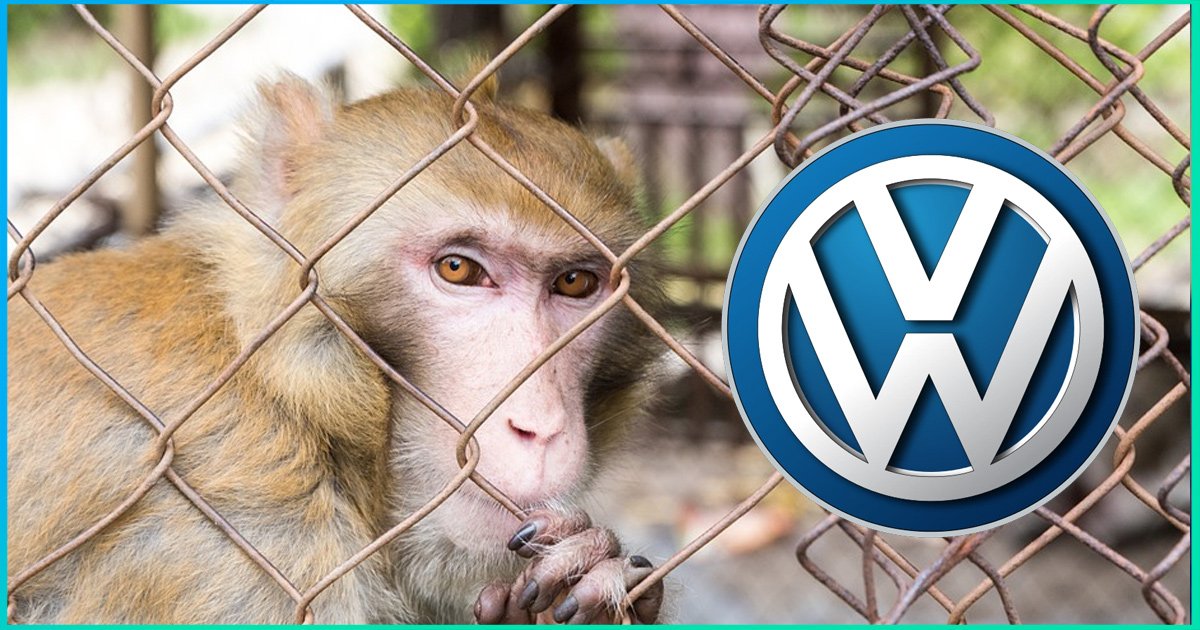Volkswagen Uses Monkeys To Inhale Diesel Fumes For Study, Faces Criticism