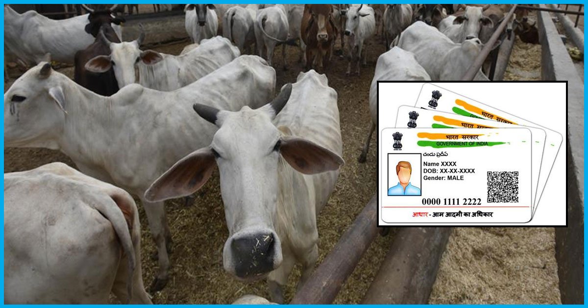 Centre To Spend Rs 50 Crores To Provide Aadhaar Like Number To 40 Million Cattle