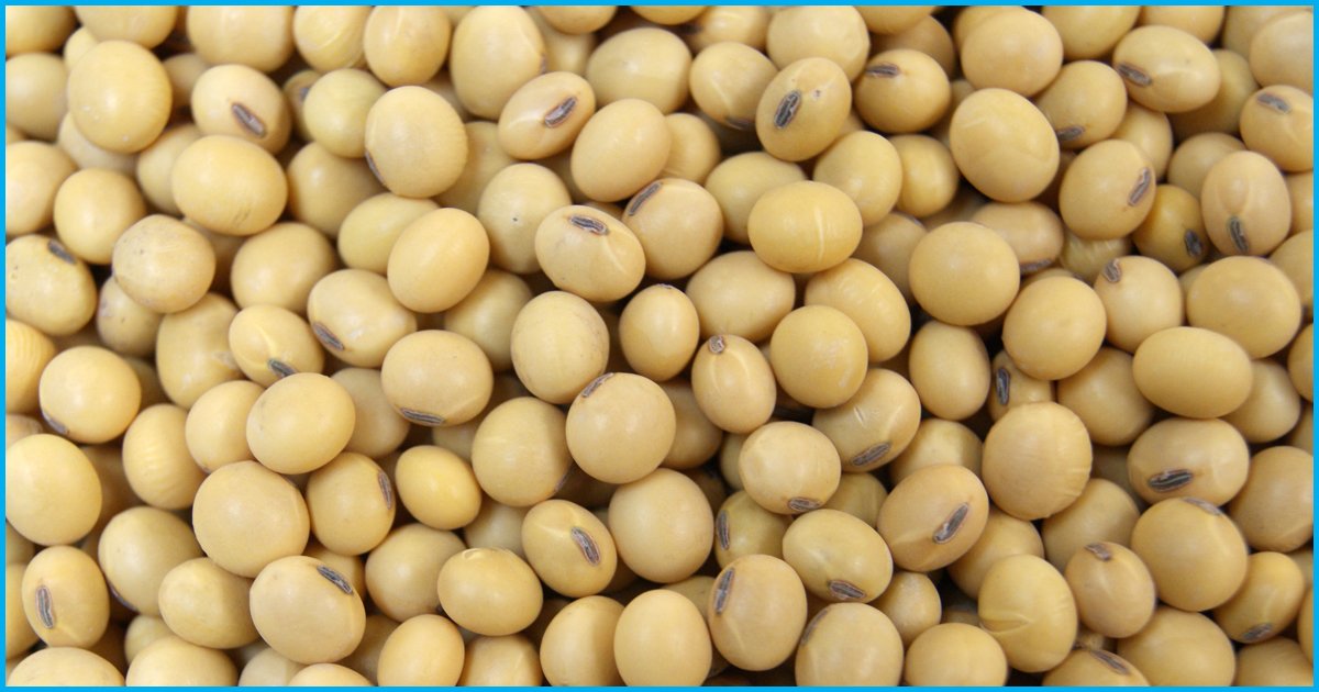 Farmers And Activists Allege India Imports GMO Soybean Illegally