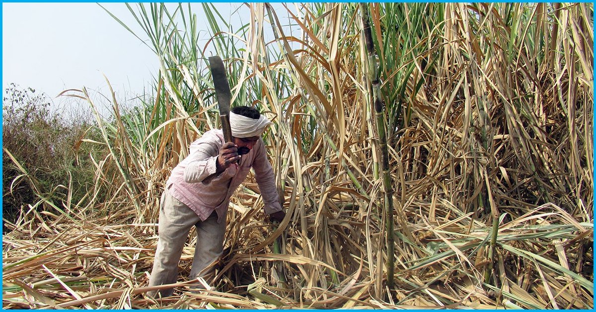 Cutting Cane For 2,000 Hours