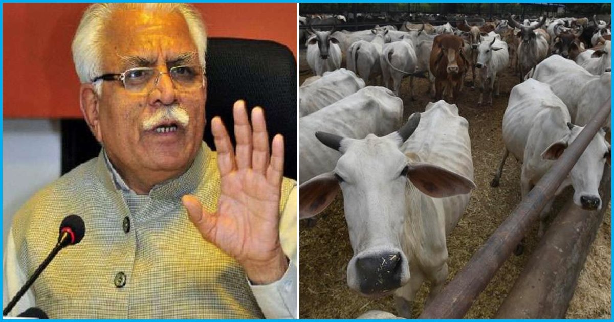 Haryana Govt To Impose Rs. 5,100 Fine On Those Who Abandon Milk-Producing Cows