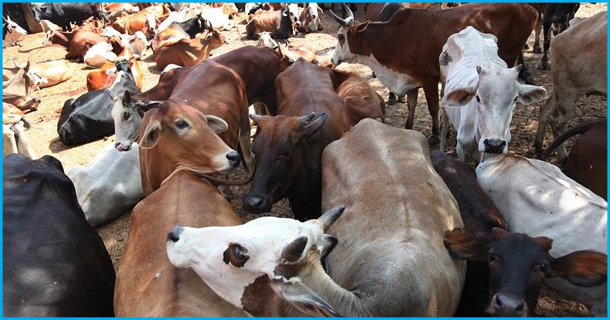 90% Drop In Cattle Sales In Rajasthans Livestock Fairs Since 2012, Farmers’ Revenues Plummet By 57%