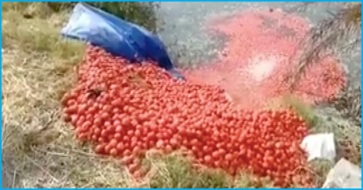 Tamil Nadu: Tomato Prices Fall From Rs 20 To Rs 2, Farmers Forced To Dump It Into Lakes