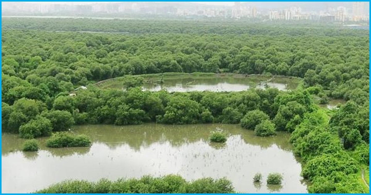Mumbai Lost 1.48 Hectares Of Mangroves In Last 5 Years: Court Appointed Environment Committee