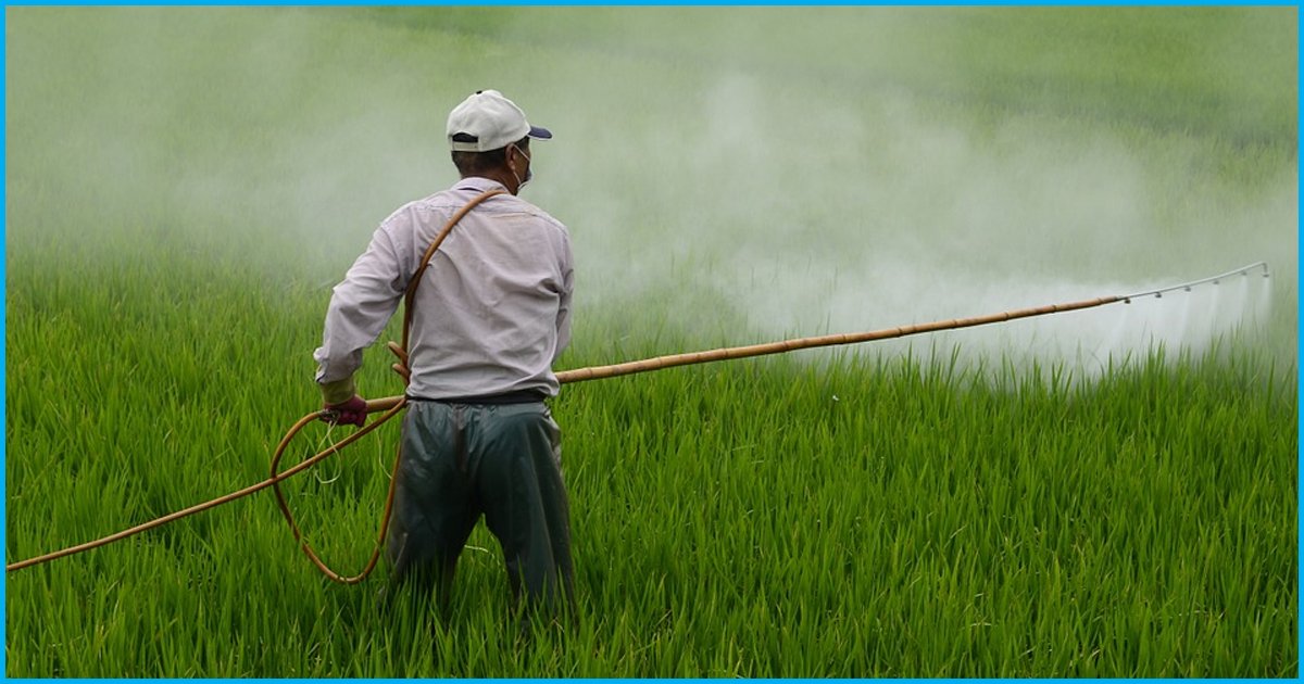 Maharashtra Has Lost 272 Farmers In Pesticide Poisoning In The Last 4 Years