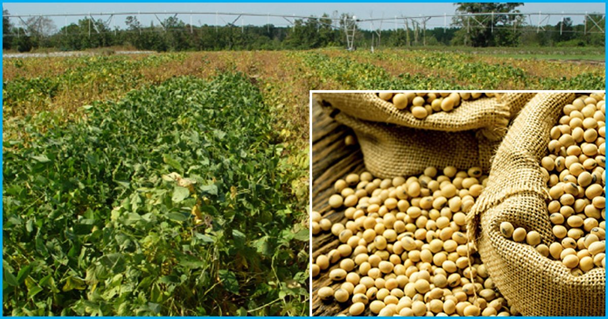 GEAC Informs DGFT Of Illegal Import Of GM Soy Years After Its Regulation Was First Violated