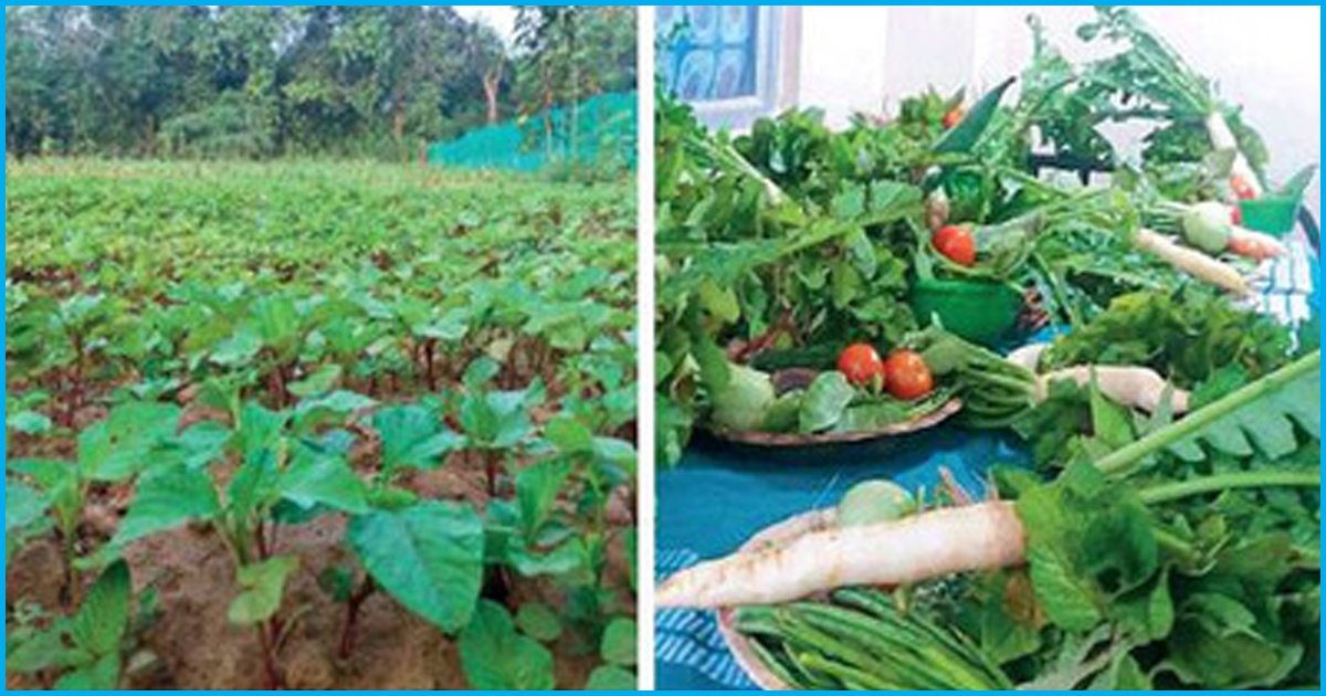 Tamil Nadu Doctor Harvests His Own Vegetable Garden To Feed Patients