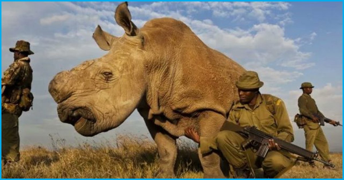 Last Male Northern White Rhino Dies; Subspecies Now Survived Only By 2 Female White Rhinos