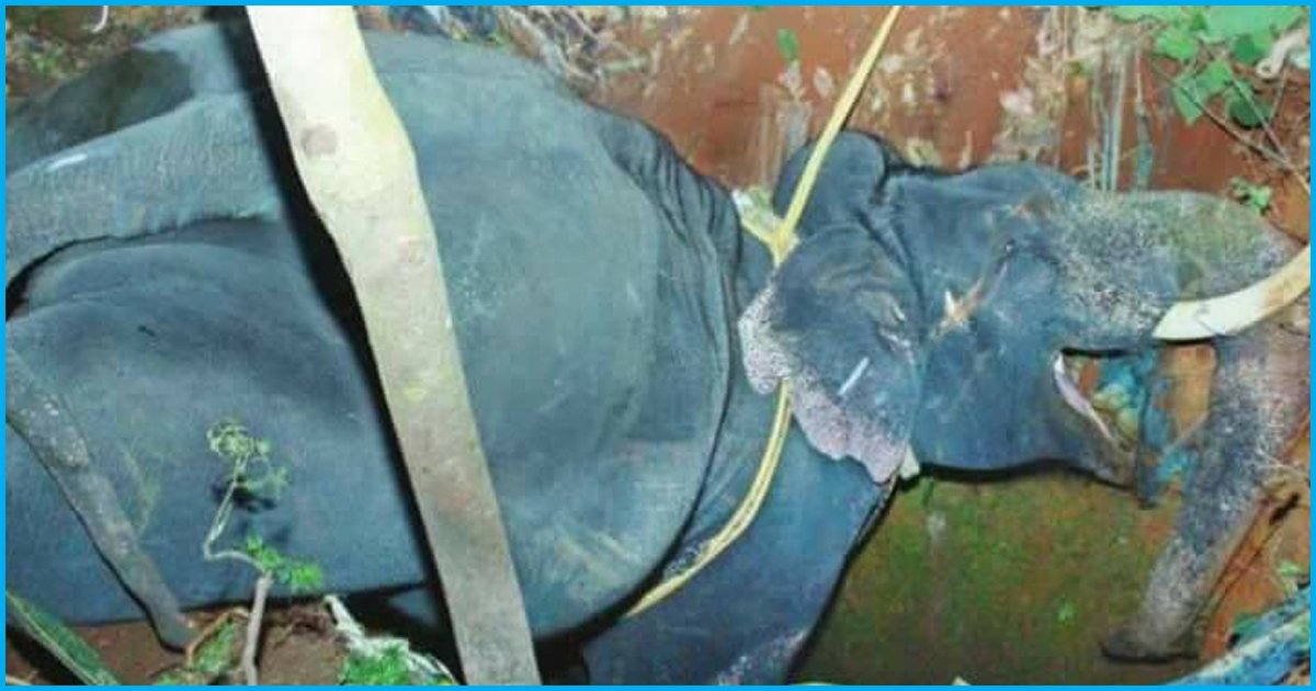Kerala: Elephant Paraded At An Annual Festival Dies After Falling Into Well
