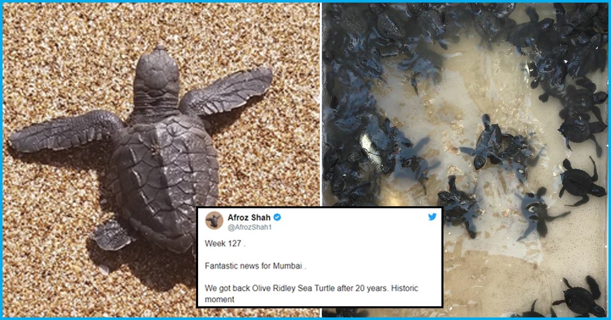 Olive Ridley Turtles Return To Mumbais Versova Beach After 20 Years Thanks To Community Clean-up Efforts