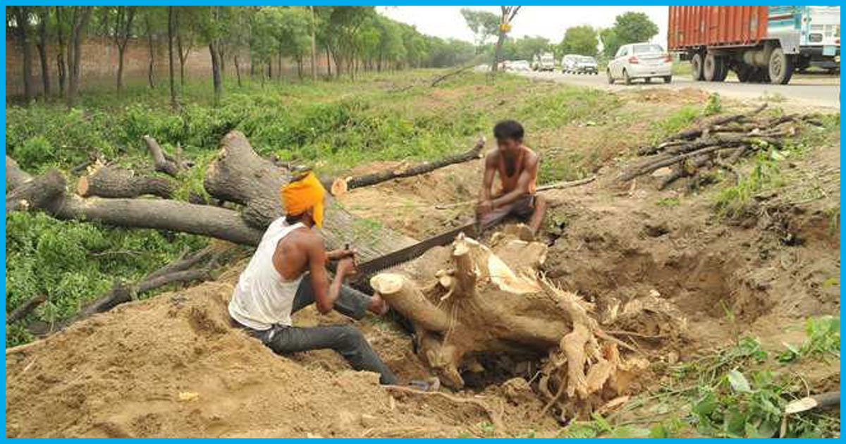 1 Lakh Trees Will Have To Be Cut For Mumbai-Nagpur Expressway That Will Run Through 166 Hectares Of Forest