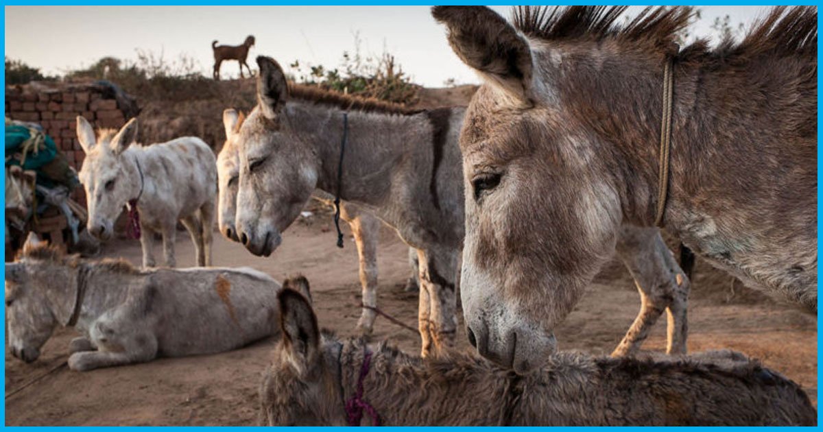 AP, Telangana: Fake Rumors Of Donkey Meat Curing Asthma, Snoring Lead To Rampant Killing Of The Animal