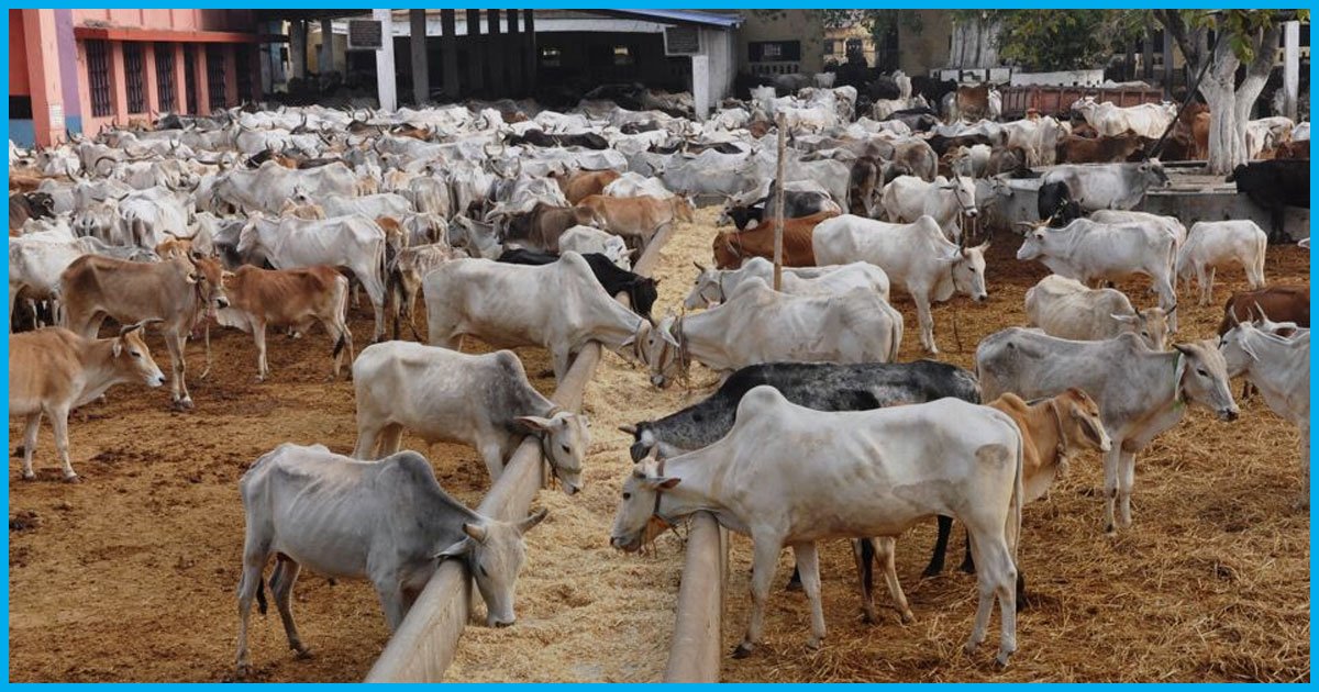 Government Modifies Rules On Cattle Sale In Animal Market, Removes Word Slaughter