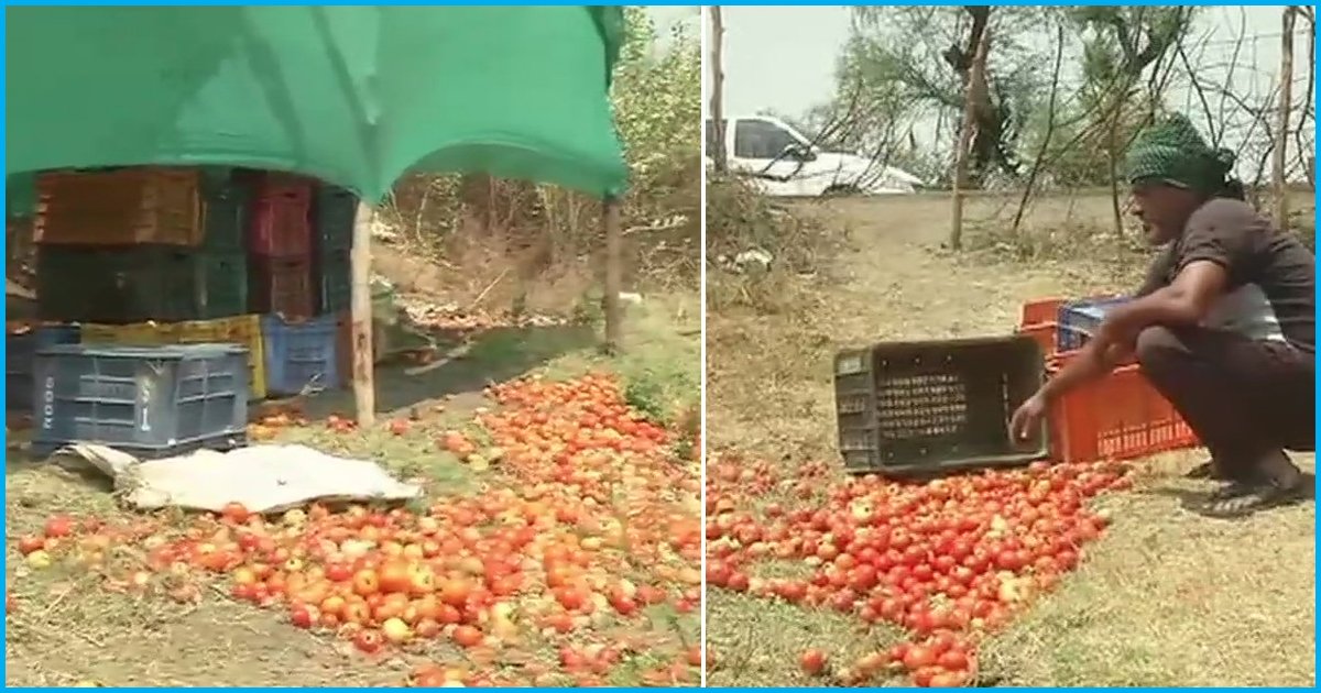 Madhya Pradesh: Farmer Forced To Dump Tomatoes On The Road After Being Offered Rs 4000 For 100 Crates