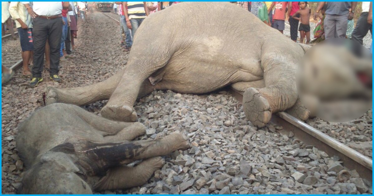 Speeding Train Kills 4 Elephants In Odisha 