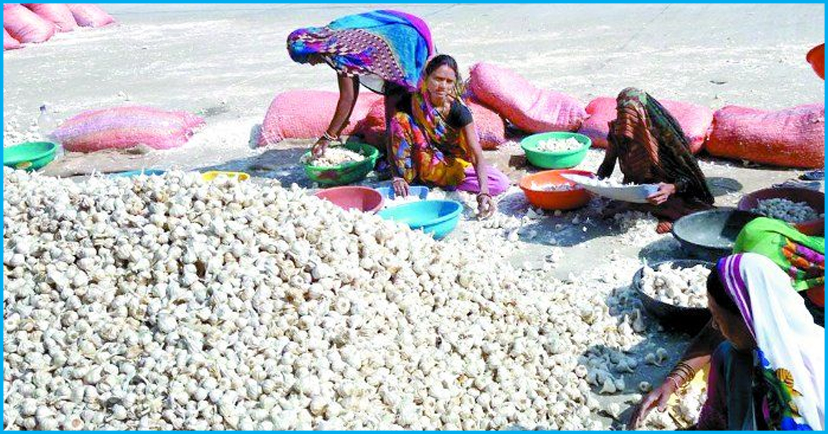 Farmers Discontent Rising As Garlic Prices Fall To Rs 1 Per Kg In MP