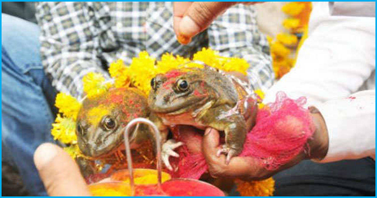 MP: BJP Minister Organises Frog Wedding, Says Logical Tradition For Better Rain