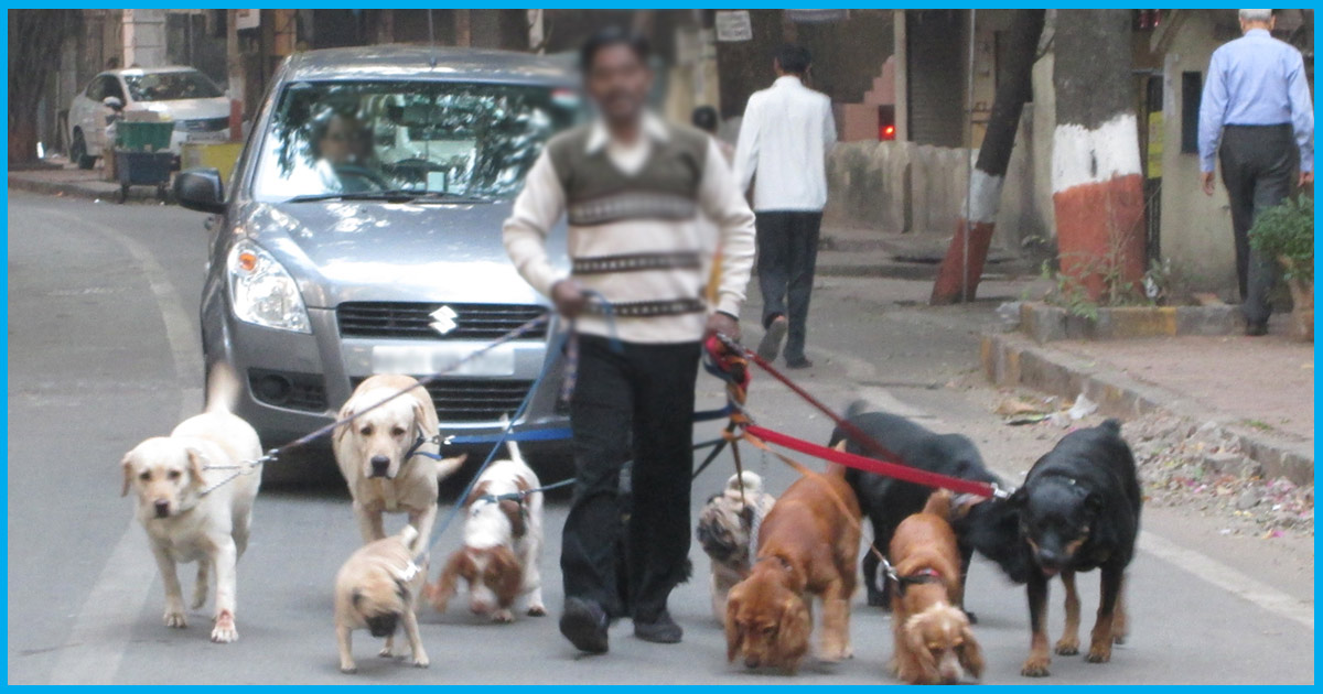 Chennai: Rs 100 Fine For Dog Owners Who Leave Dog Poop On Streets